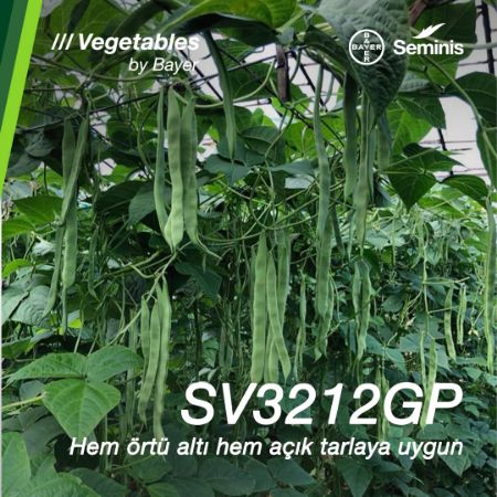 Sv3212Gp Sırık Fasulye Tohumu (2 Kg) resmi